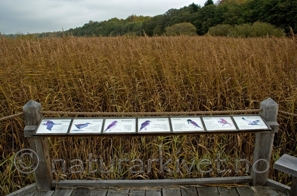 BB 05 0267 / Phragmites australis / Takrør