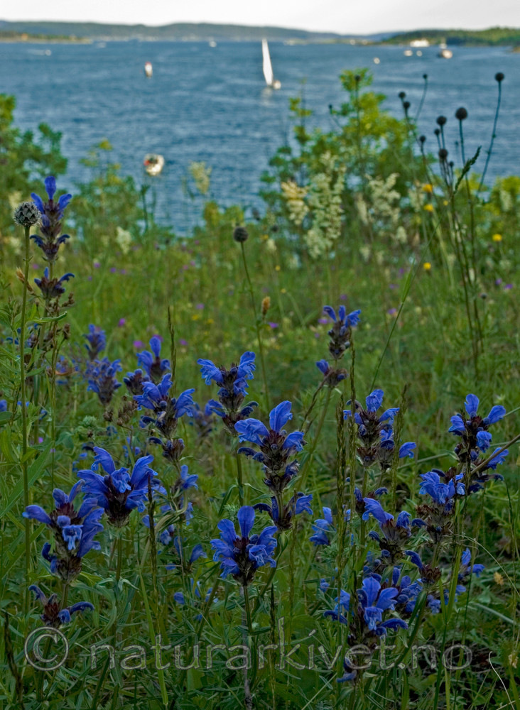 BB 05 0275 / Dracocephalum ruyschiana / Dragehode <br /> Filipendula vulgaris / Knollmjødurt