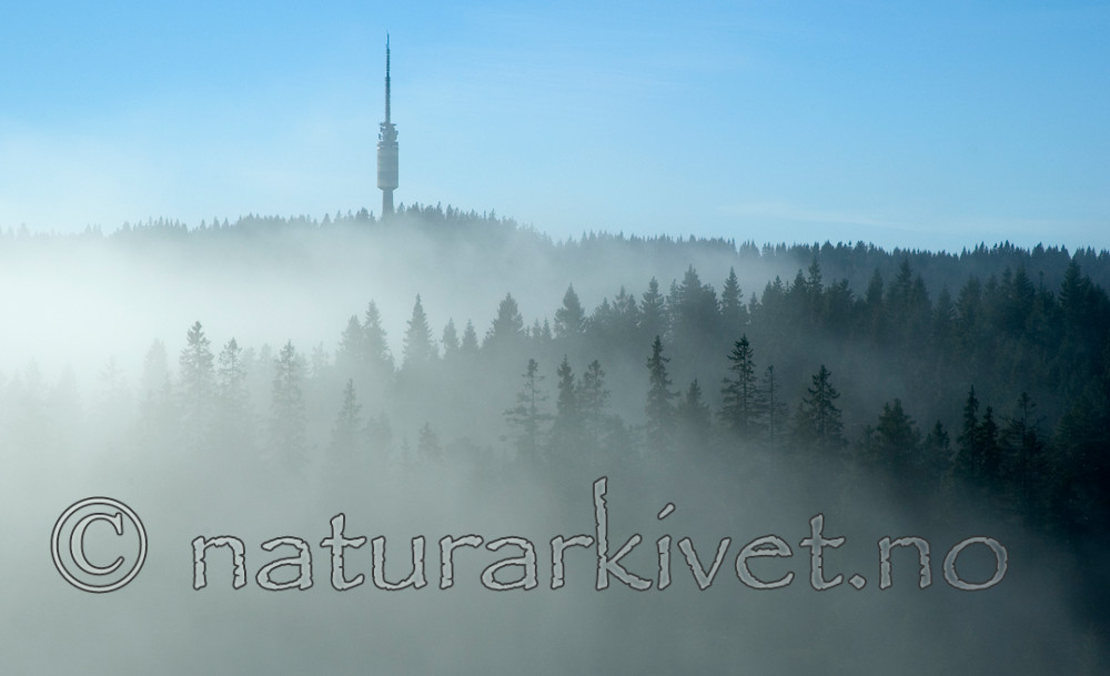 BB 05 0276 / Picea abies / Gran