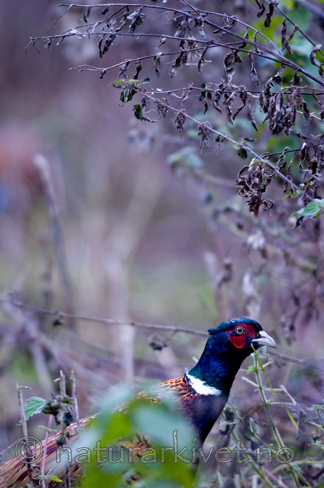 BB 05 0283 / Phasianus colchicus / Fasan