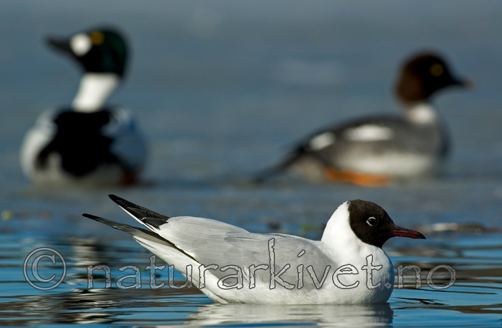 BB 05 0286 / Bucephala clangula / Kvinand <br /> Chroicocephalus ridibundus / Hettemåke