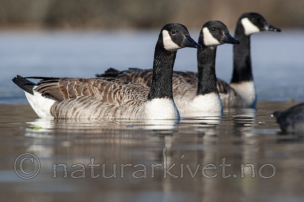 BB 05 0290 / Branta canadensis / Kanadagås