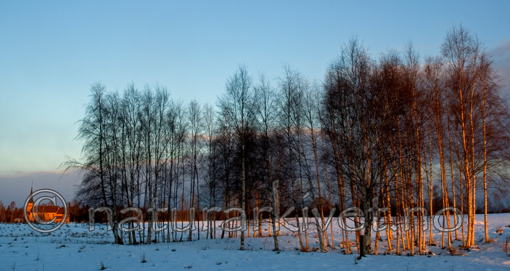 BB 05 0305 / Betula pendula / Hengebjørk