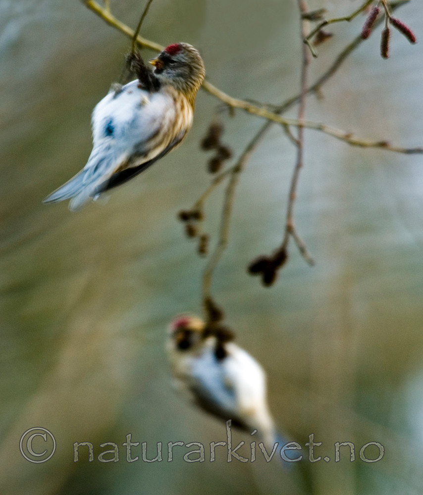 BB 05 0309 / Alnus glutinosa / Svartor <br /> Carduelis flammea / Gråsisik