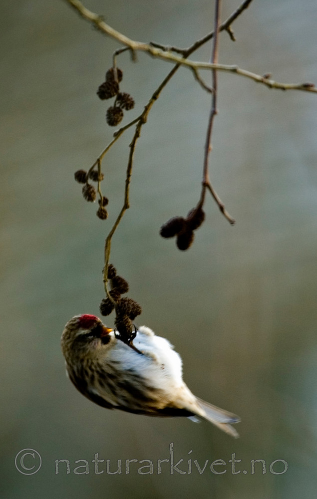 BB 05 0310 / Alnus glutinosa / Svartor <br /> Carduelis flammea / Gråsisik