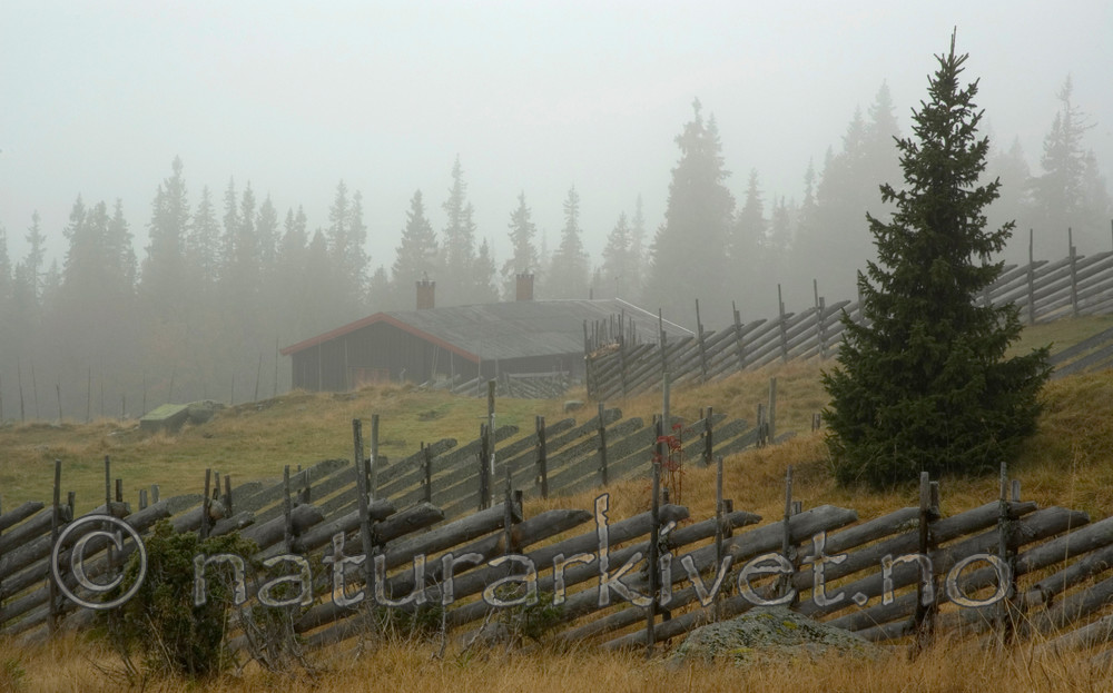 BB 05 0317 / Picea abies / Gran