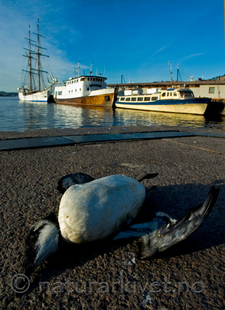 BB 05 0323 / Uria aalge / Lomvi