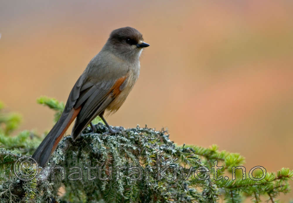 BB 05 0326 / Perisoreus infaustus / Lavskrike <br /> Picea abies / Gran