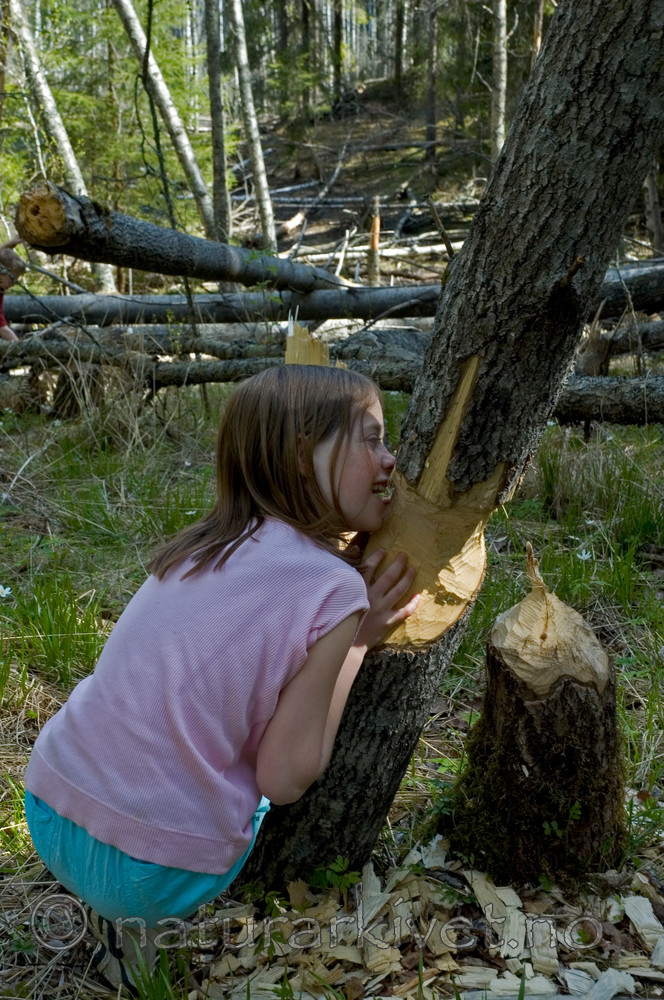 BB 05 0329 / Castor fiber / Bever