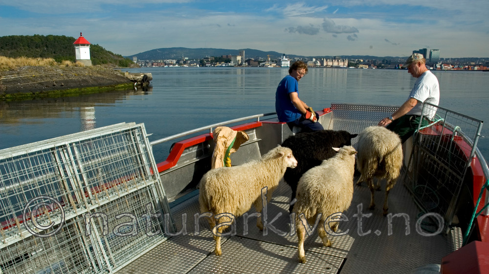 BB 05 0330 / Ovis aries / Sau