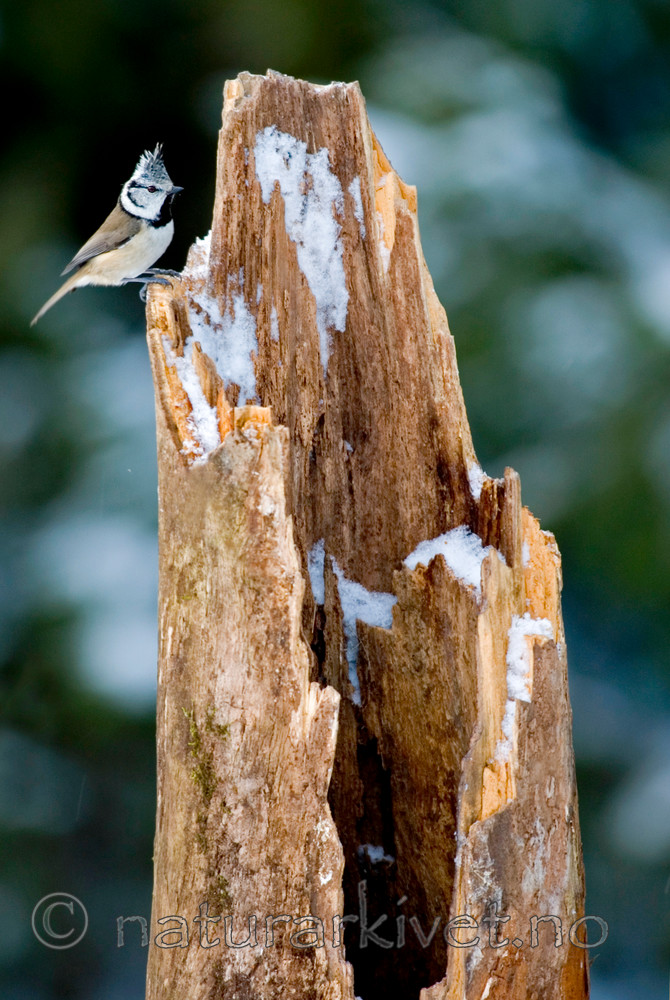 BB 05 0333 / Lophophanes cristatus / Toppmeis <br /> Tilia cordata / Lind