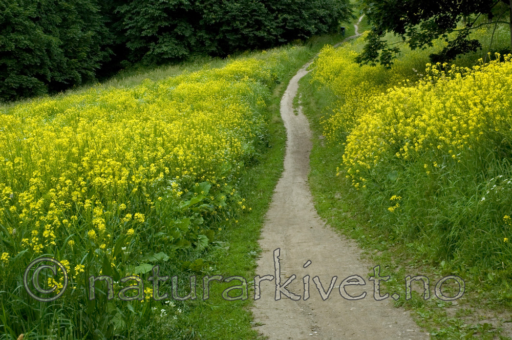 BB 05 0334 / Bunias orientalis / Russekål