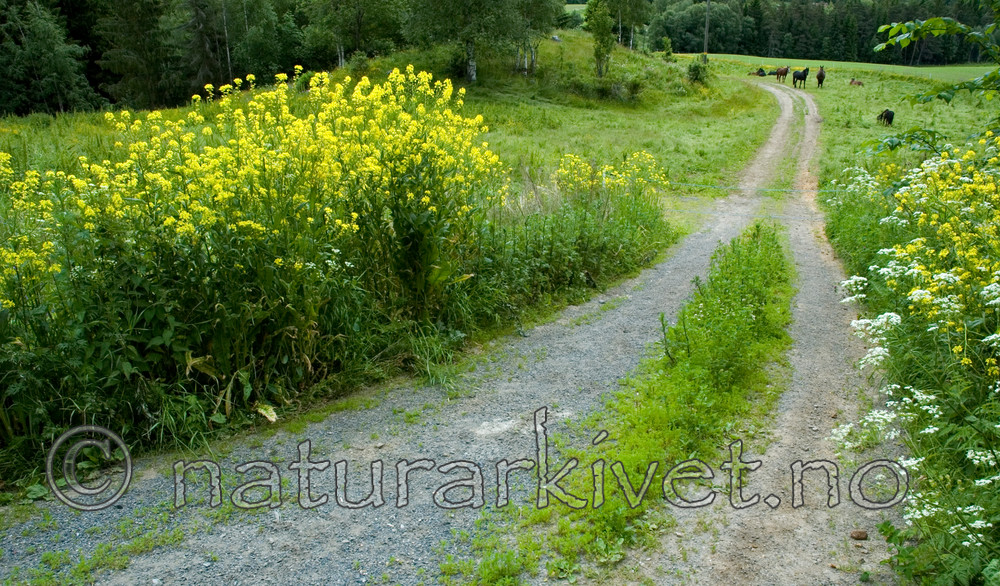 BB 05 0335 / Bunias orientalis / Russekål