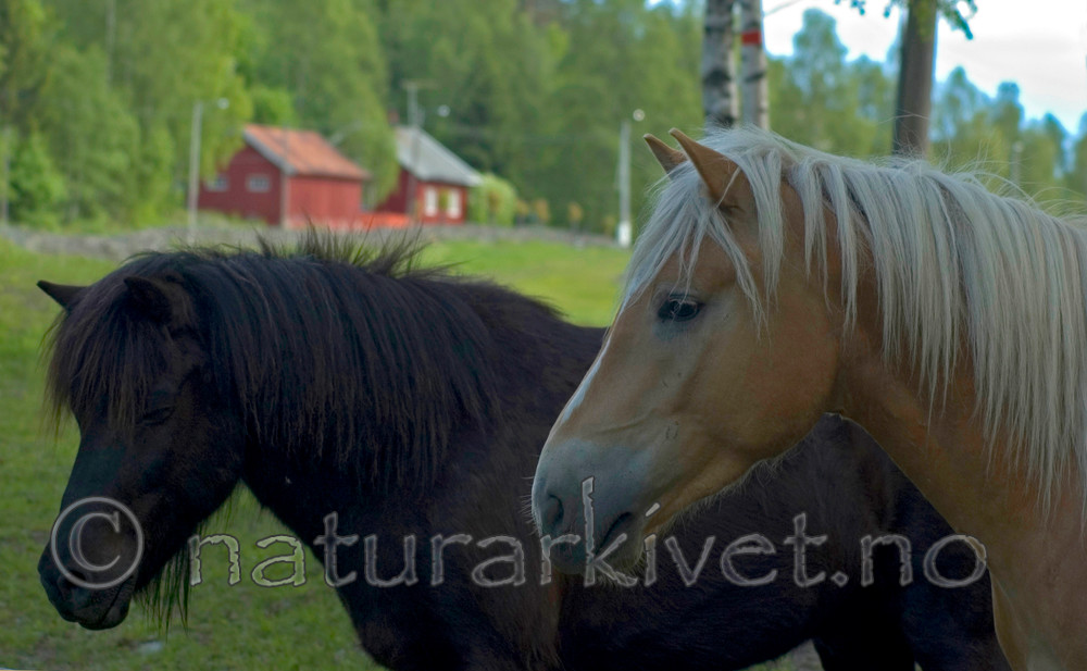 BB 05 0340 / Equus caballus / Hest