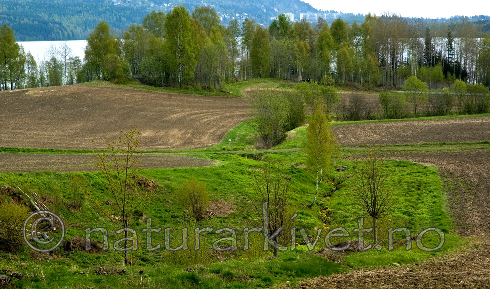 BB 05 0345 / Betula pendula / Hengebjørk