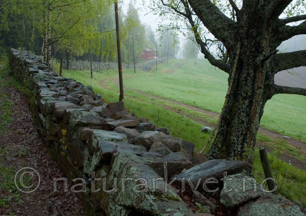 BB 05 0346 / Betula pendula / Hengebjørk