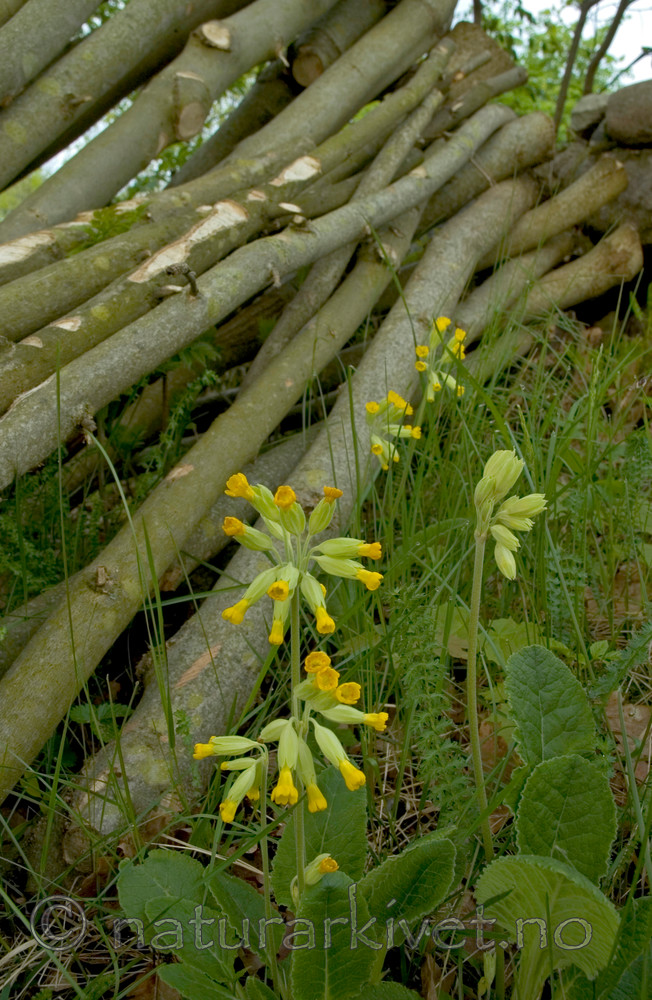 BB 05 0352 / Primula veris / Marianøkleblom