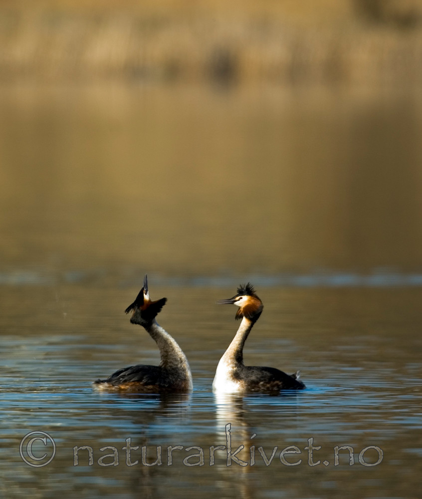 BB 05 0357 / Podiceps cristatus / Toppdykker