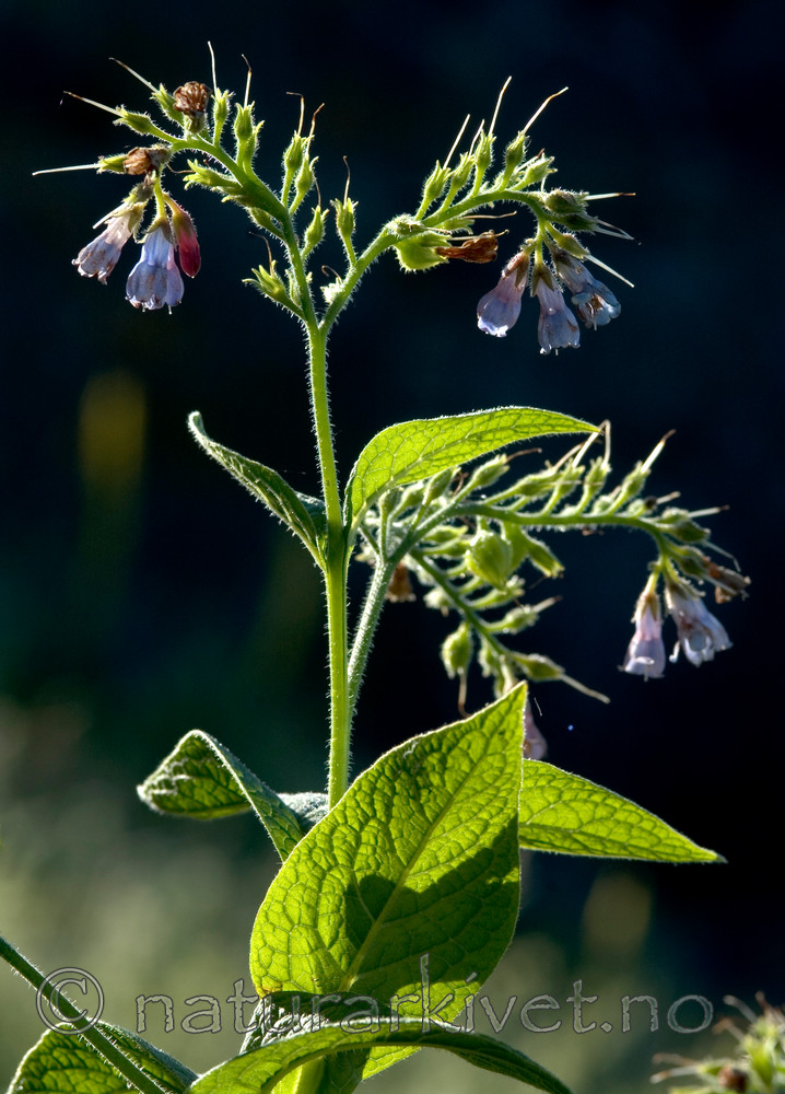 BB 05 0361 / Symphytum officinale / Valurt