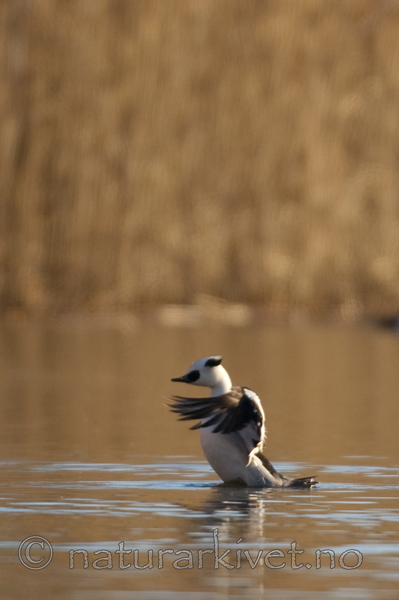 BB 05 0362 / Mergellus albellus / Lappfiskand