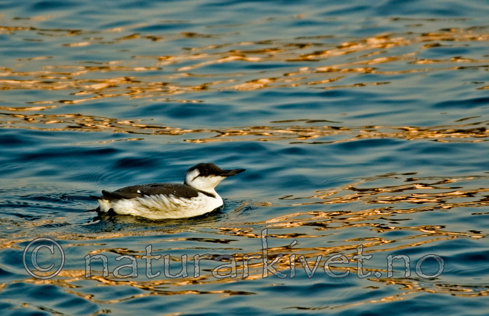 BB 05 0363 / Uria aalge / Lomvi