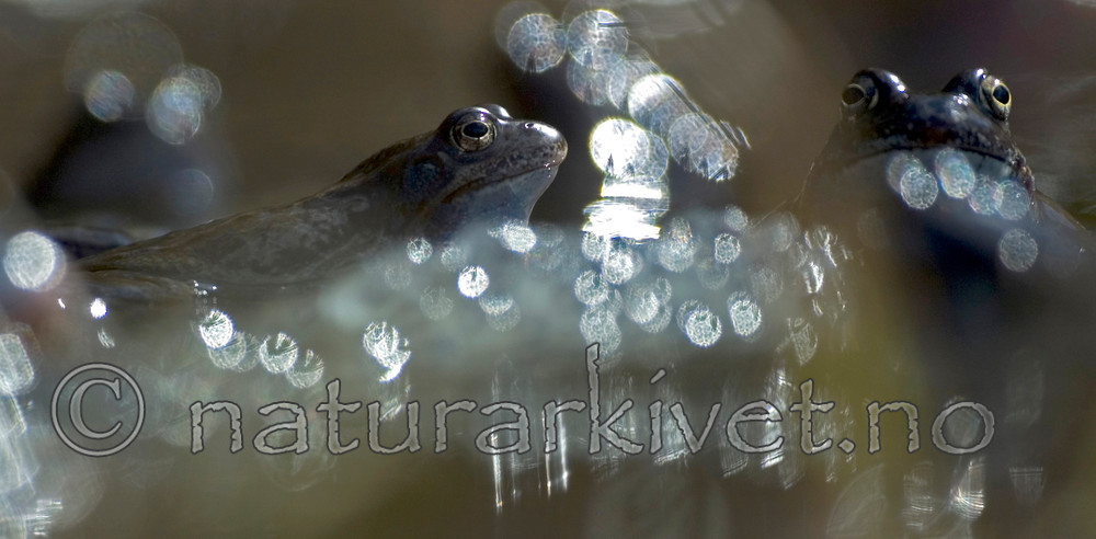 BB 05 0371 / Rana temporaria / Buttsnutefrosk