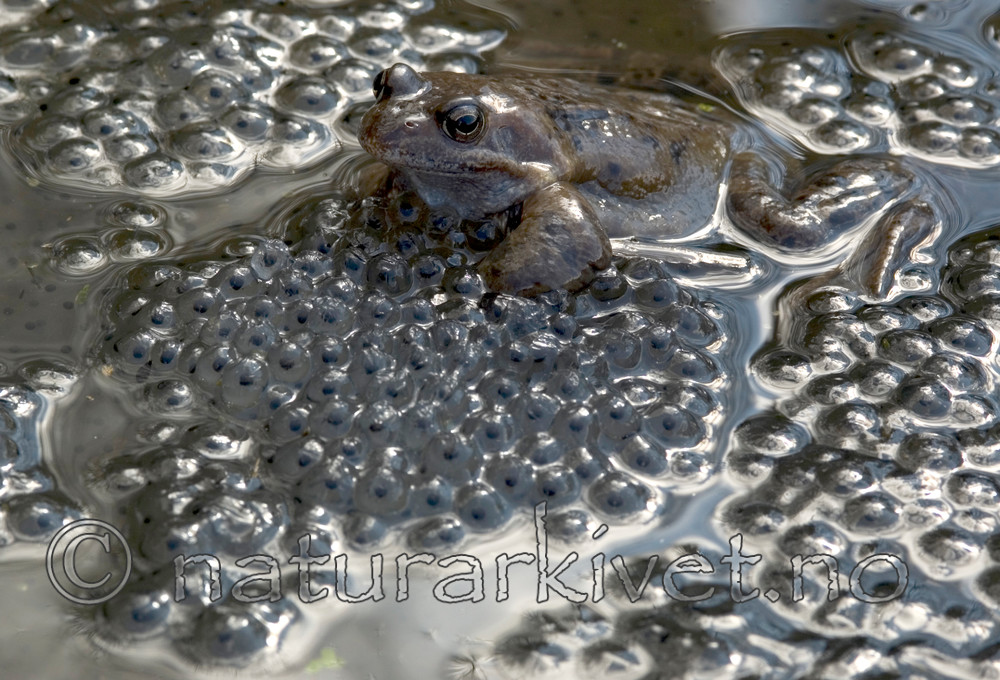 BB 05 0372 / Rana temporaria / Buttsnutefrosk