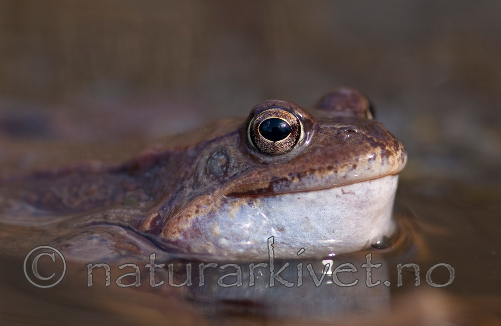 BB 05 0373 / Rana temporaria / Buttsnutefrosk