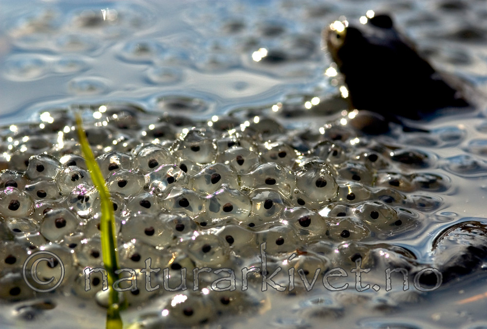 BB 05 0375 / Rana temporaria / Buttsnutefrosk