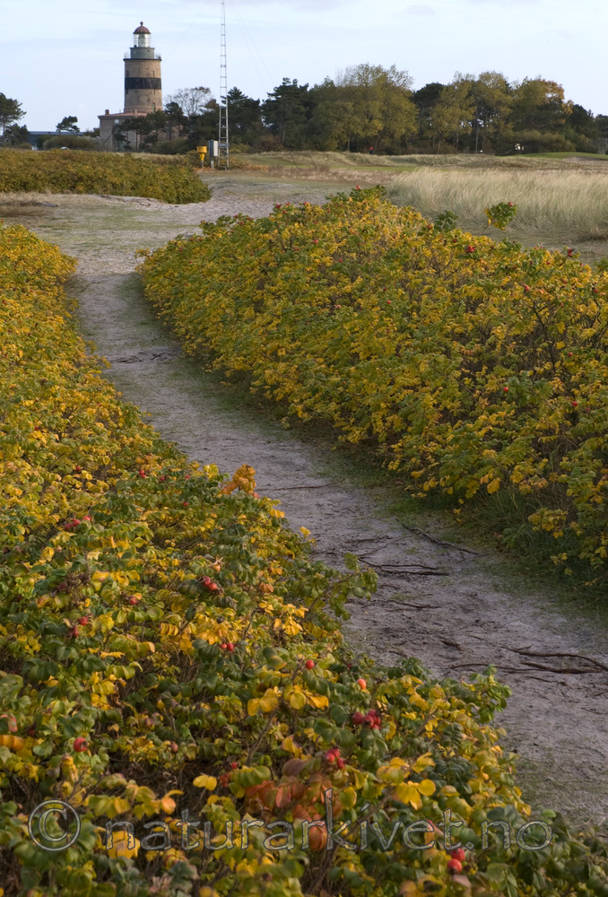 BB 05 0384 / Rosa rugosa / Rynkerose