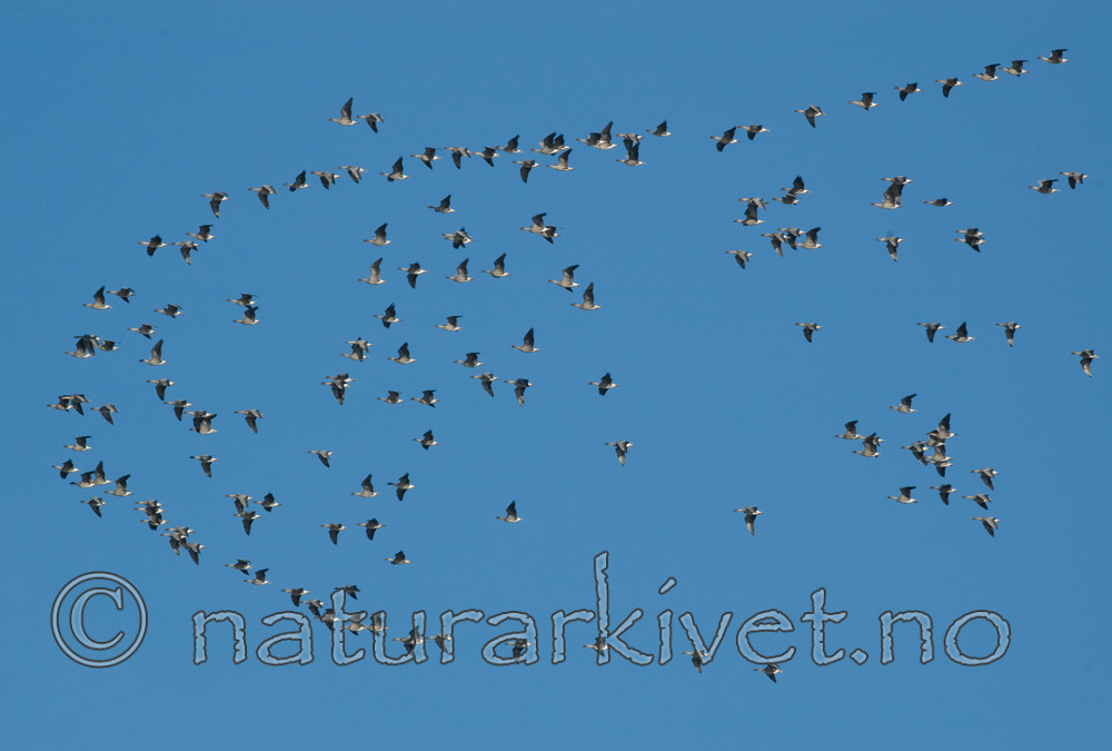 BB 05 0396 / Anser brachyrhynchus / Kortnebbgås