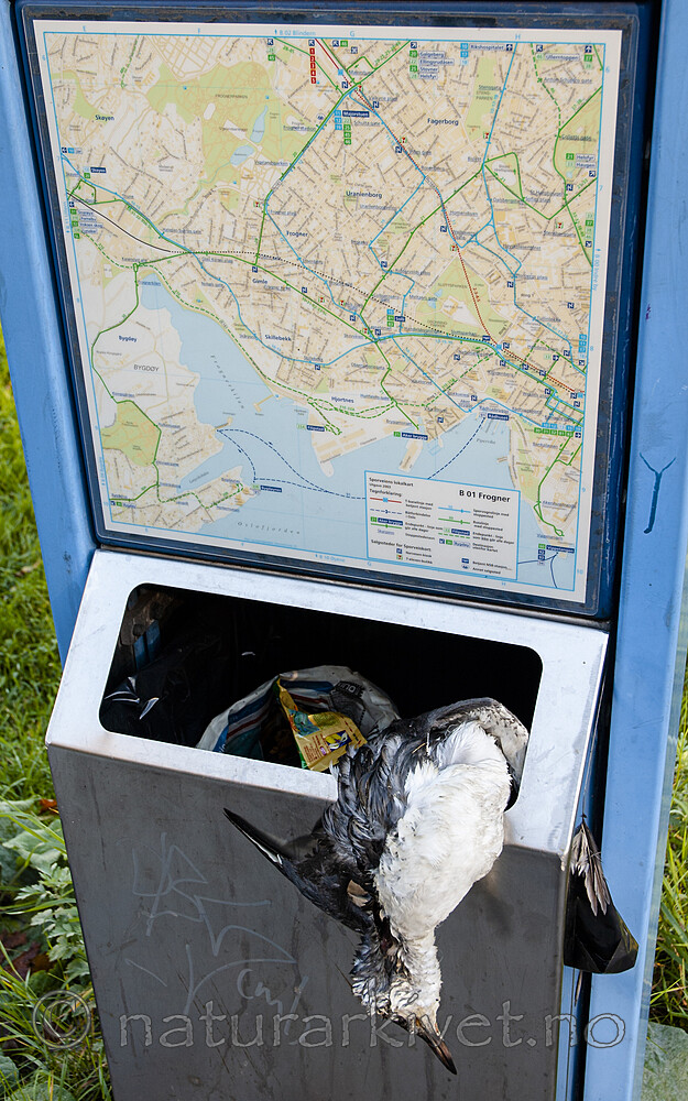 BB 05 0397 / Uria aalge / Lomvi