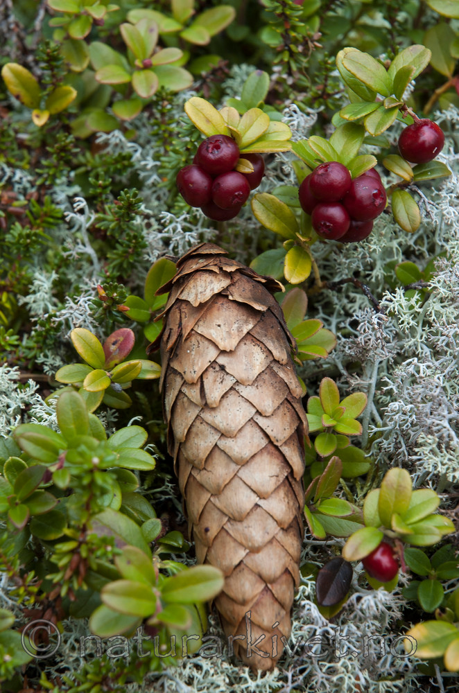 BB 05 0401 / Picea abies / Gran <br /> Vaccinium vitis-idaea / Tyttebær