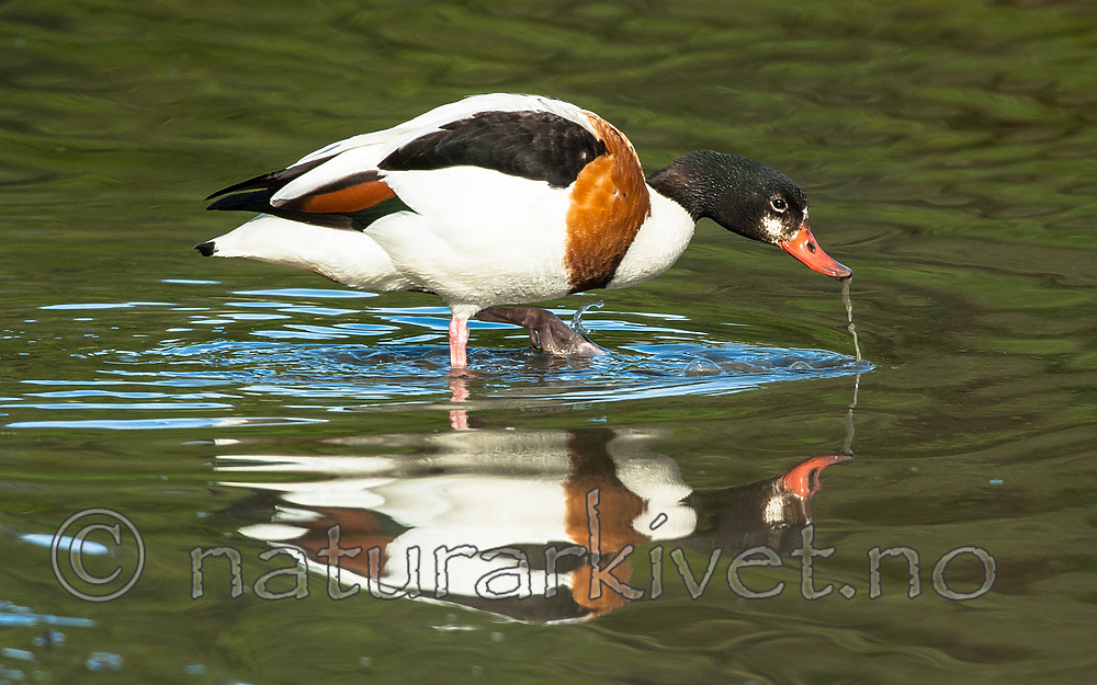 BB 05 0405 / Tadorna tadorna / Gravand