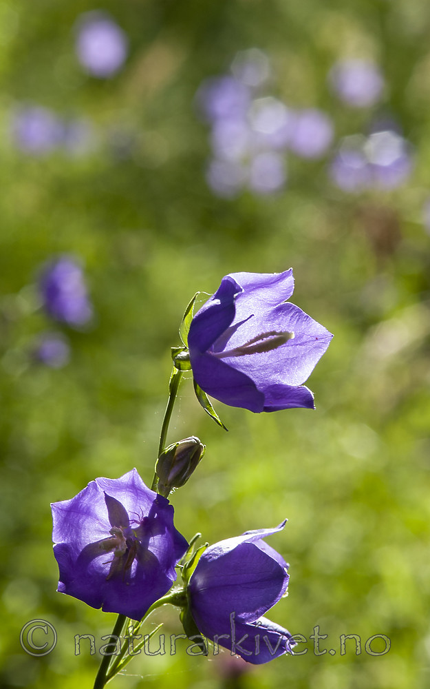 BB 05 0409 / Campanula persicifolia / Fagerklokke