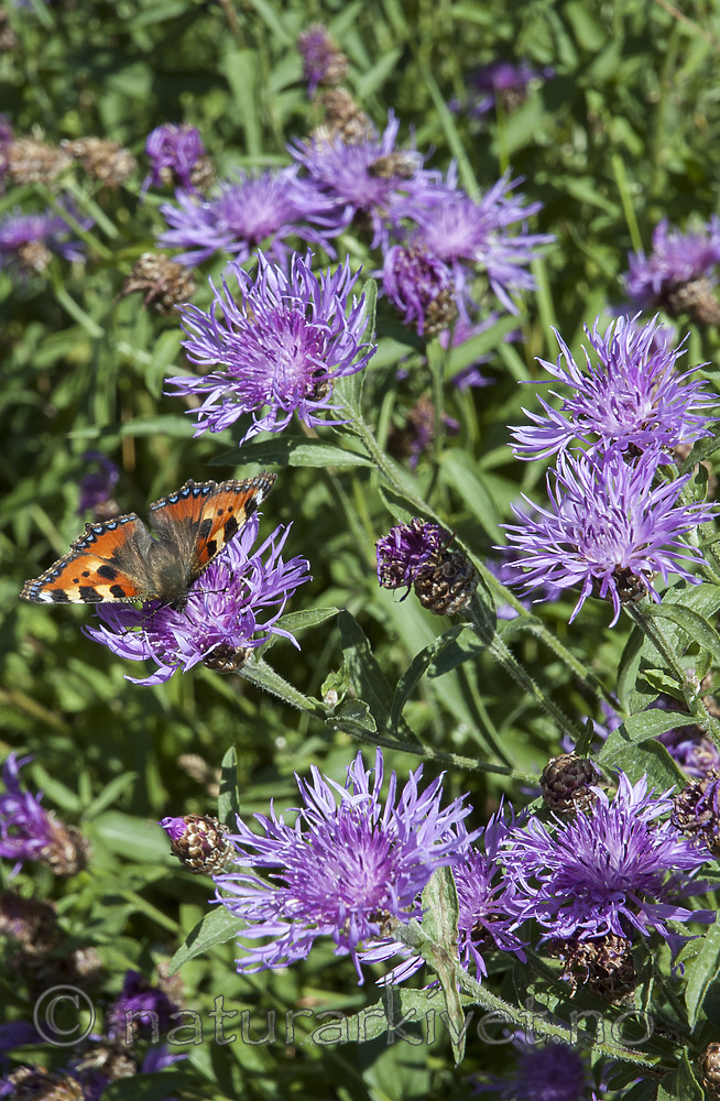 BB 05 0412 / Aglais urticae / Neslesommerfugl <br /> Centaurea jacea / Engknoppurt