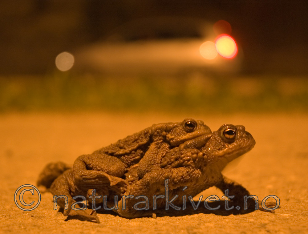 BB 06 0032 / Bufo bufo / Nordpadde