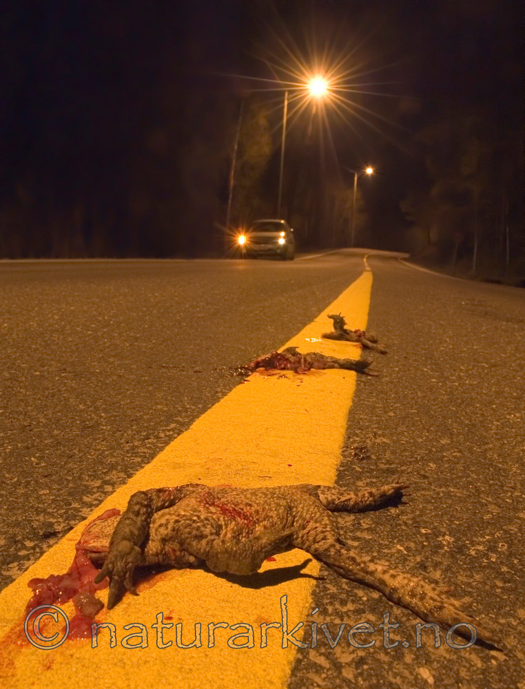 BB 06 0034 / Bufo bufo / Nordpadde