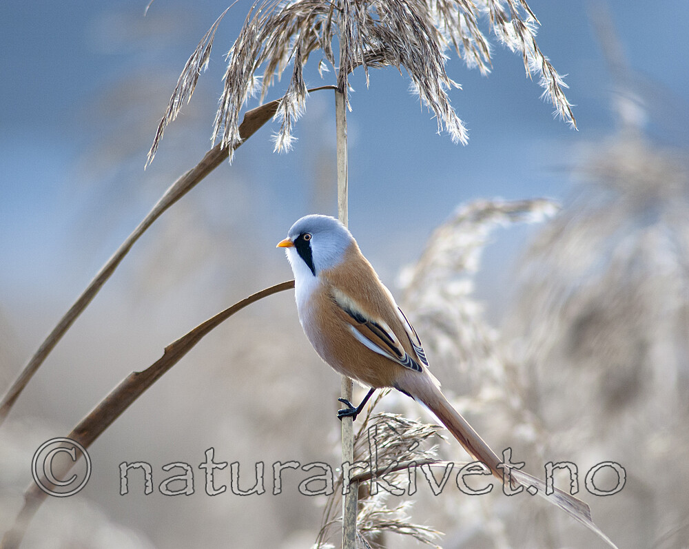 BB 06 0041 / Panurus biarmicus / Skjeggmeis <br /> Phragmites australis / Takrør