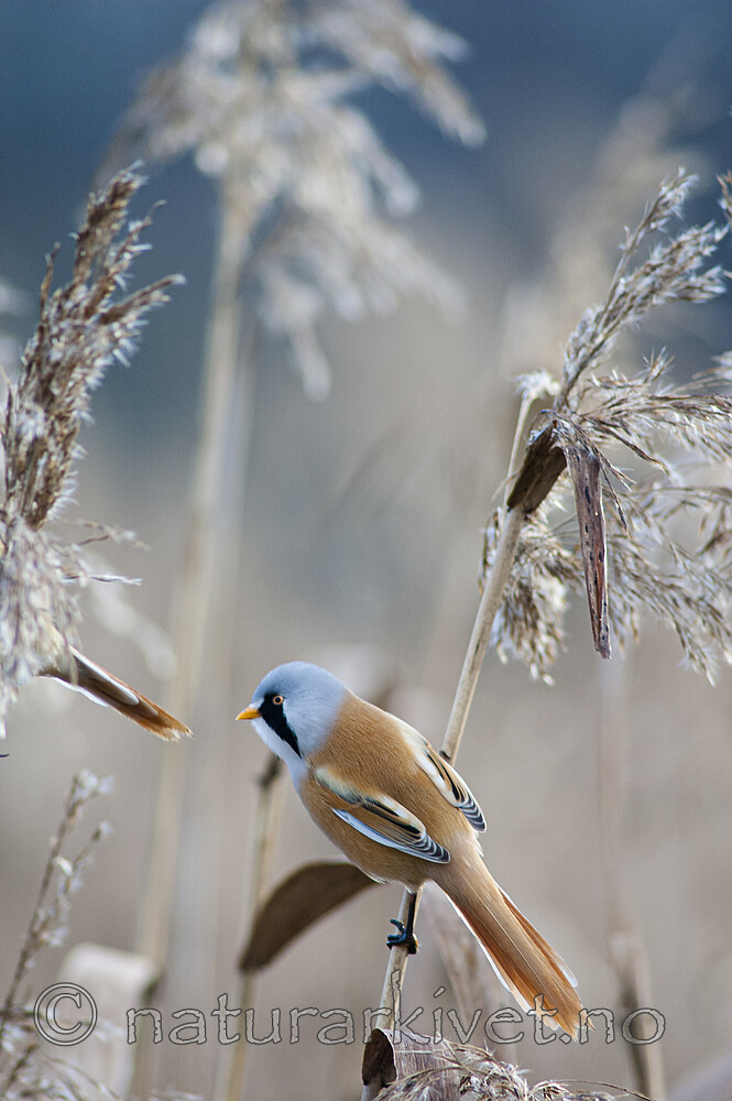 BB 06 0043 / Panurus biarmicus / Skjeggmeis <br /> Phragmites australis / Takrør