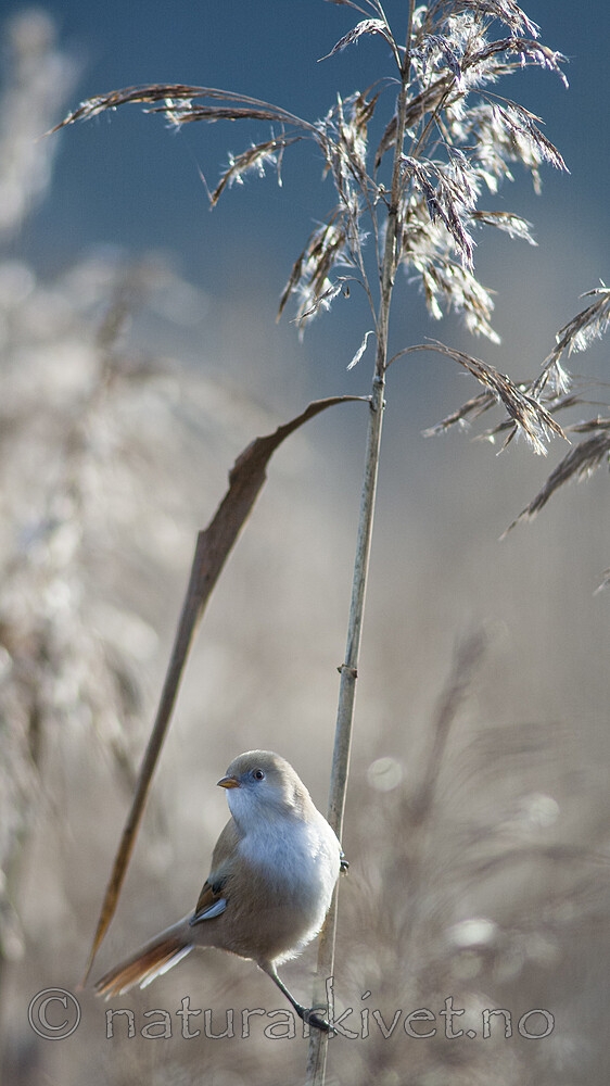 BB 06 0046 / Panurus biarmicus / Skjeggmeis <br /> Phragmites australis / Takrør