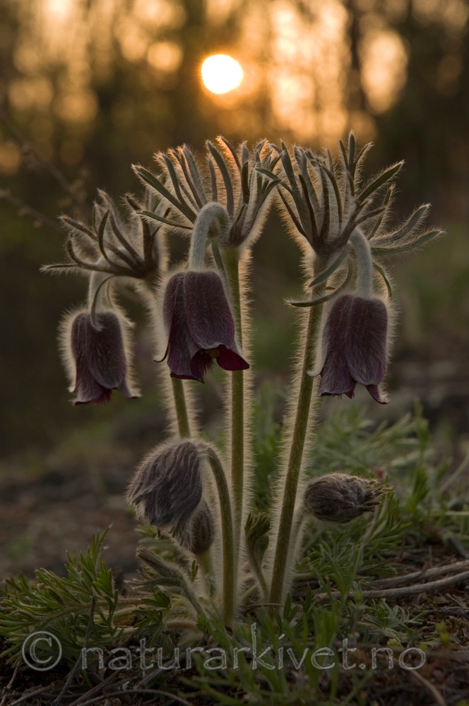 BB 06 0049 / Pulsatilla pratensis / Kubjelle