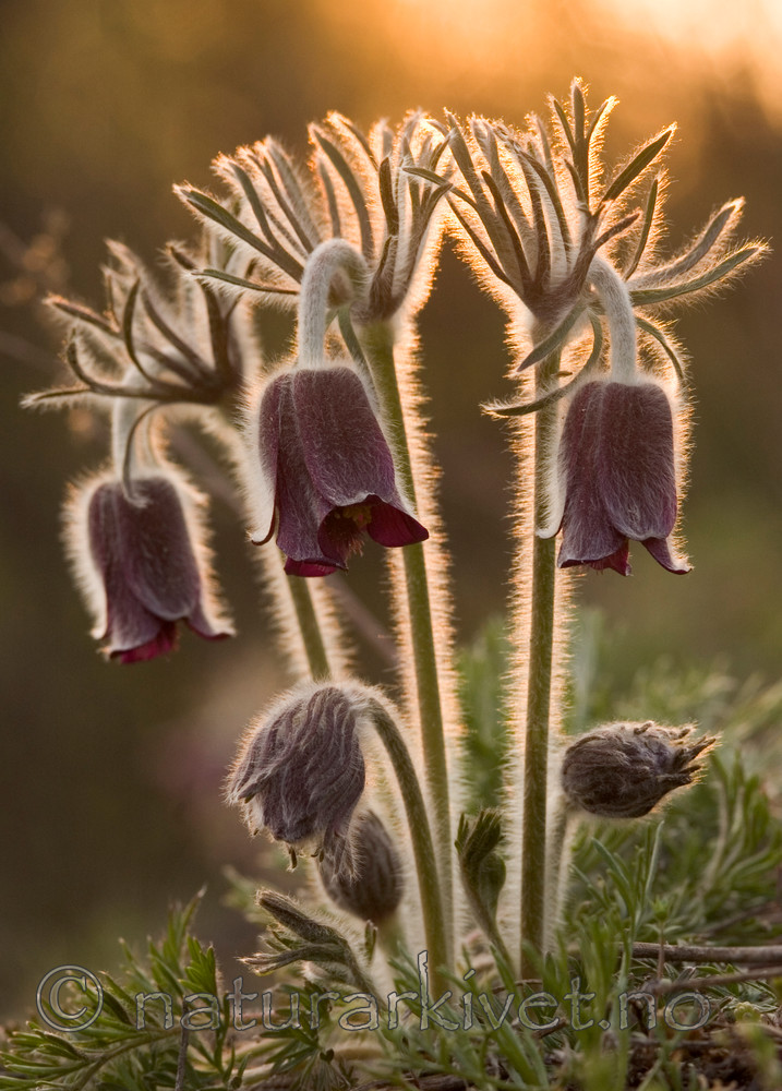 BB 06 0050 / Pulsatilla pratensis / Kubjelle