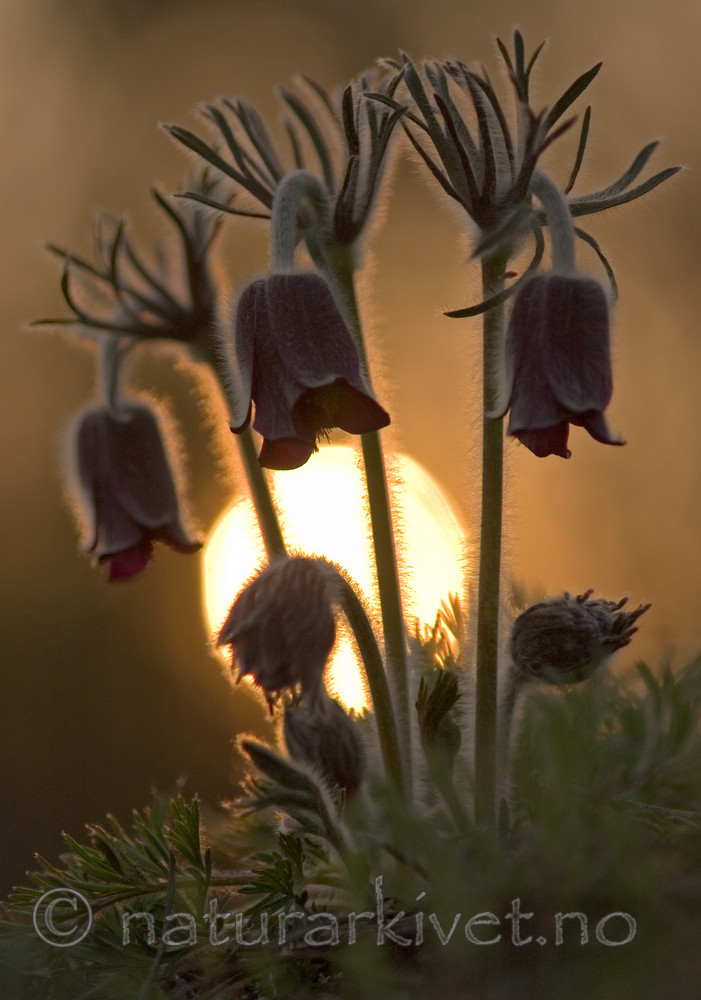 BB 06 0051 / Pulsatilla pratensis / Kubjelle