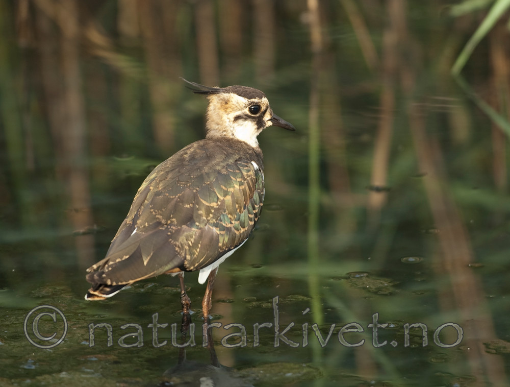 BB 06 0057 / Vanellus vanellus / Vipe