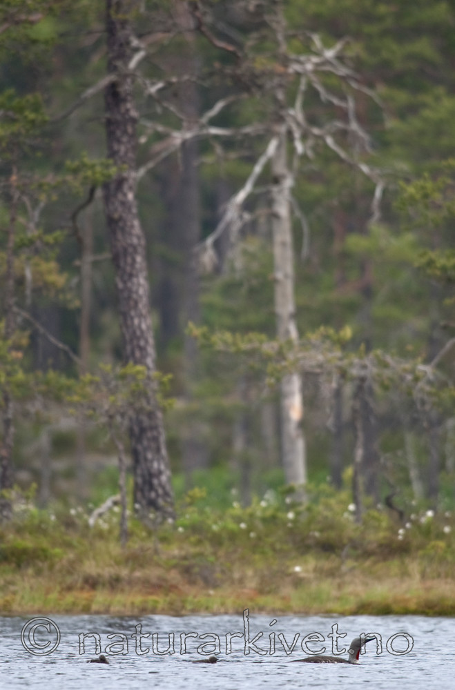 BB 06 0058 / Gavia stellata / Smålom <br /> Pinus sylvestris / Furu