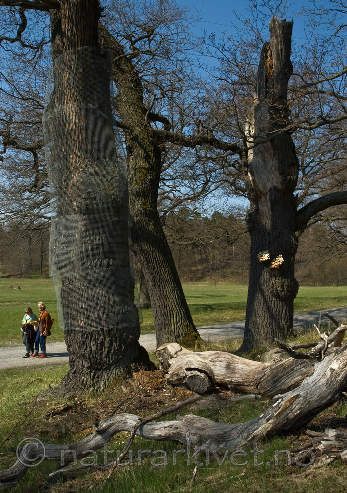 BB 06 0069 / Quercus robur / Sommereik