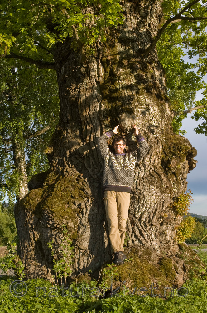 BB 06 0074 / Quercus robur / Sommereik
