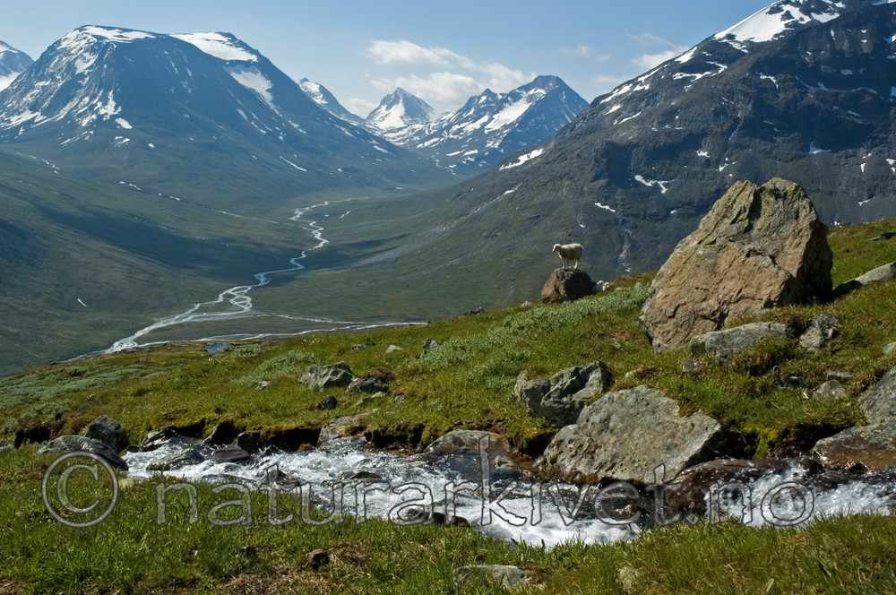 BB 06 0082 / Ovis aries / Sau