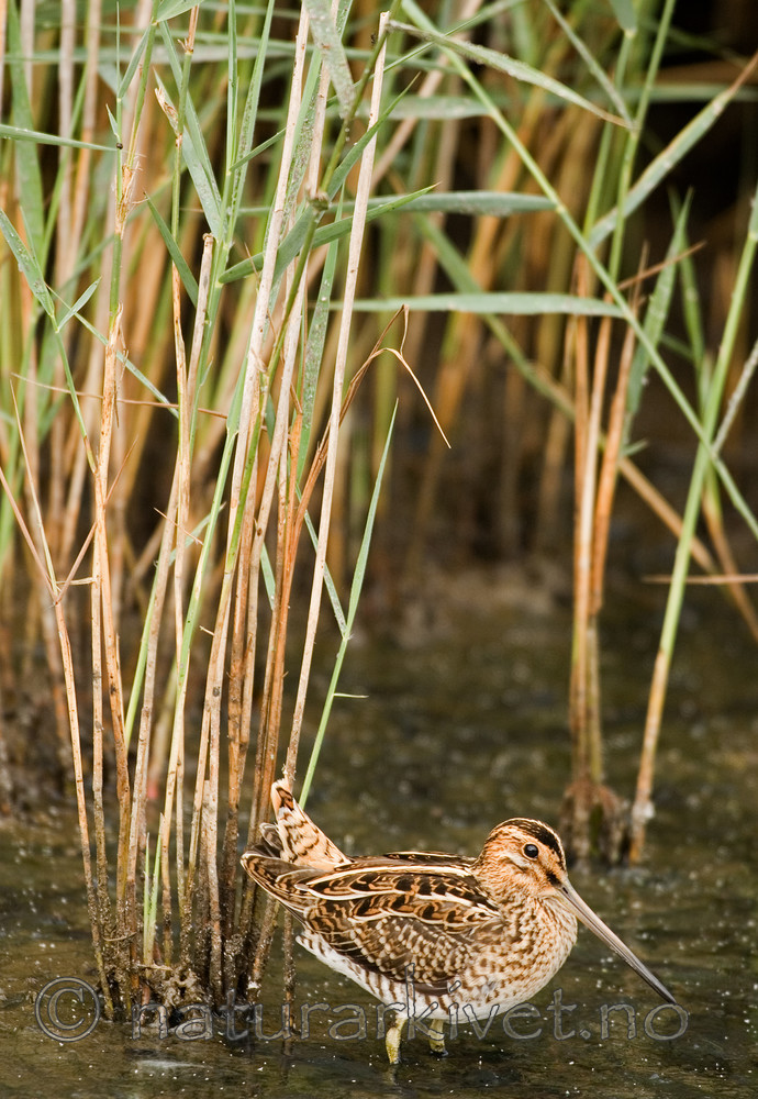 BB 06 0095 / Gallinago gallinago / Enkeltbekkasin